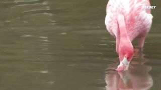 [AniMaunt] Wild Kratts season 6 - 01