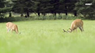 [AniMaunt] Wild Kratts season 6 - 03