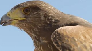 [AniMaunt] Wild Kratts season 6 - 04