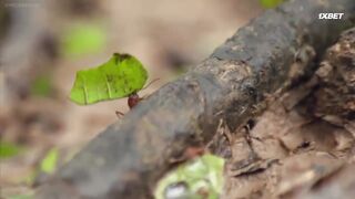 [AniMaunt] Wild Kratts season 6 - 05