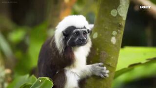 [AniMaunt] Wild Kratts season 6 - 07