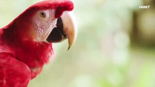 [AniMaunt] Wild Kratts season 6 - 11