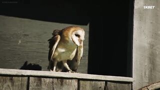 [AniMaunt] Wild Kratts 7 - 04