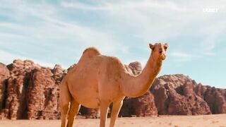 [AniMaunt] Wild Kratts 7 - 07