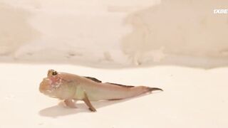 [AniMaunt] Wild Kratts 7 - 08