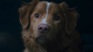Глазами пса (Good Boy)